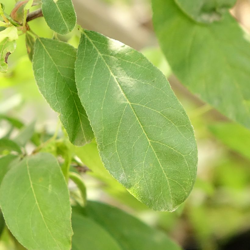 Pflaume Golden Japan - Prunus domestica (Laub)