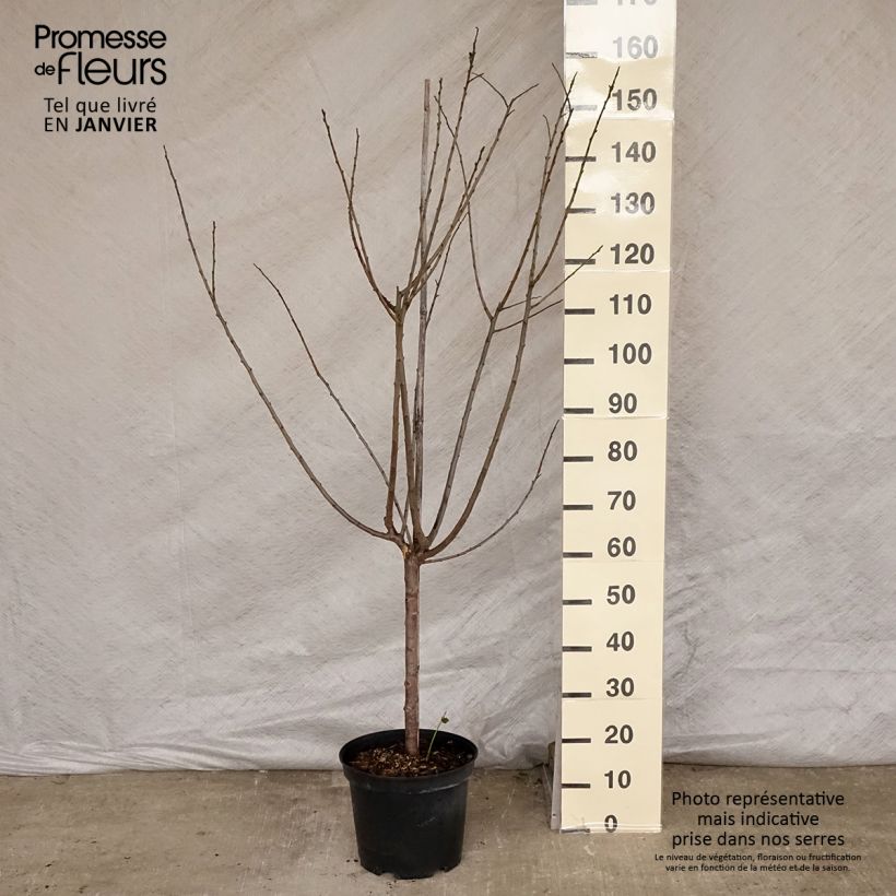 Exemplar von Pflaume Mr. Hâtif - Prunus domestica Topf mit 7,5L/10L, Gobelet-FormGelieferte Höhe ca. 140/160cm wie im Winter geliefert