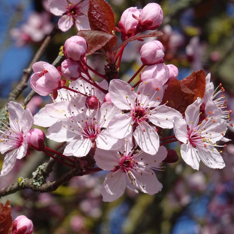 Kirsch-Pflaume - Prunus cerasifera (Blüte)