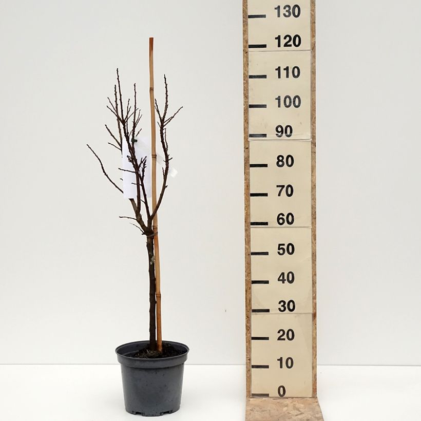 Exemplar von Pflaume nain Goldust courod - Prunus domestica Topf mit 6L/7L, ZwergformGelieferte Höhe ca. 60cm wie im Winter geliefert