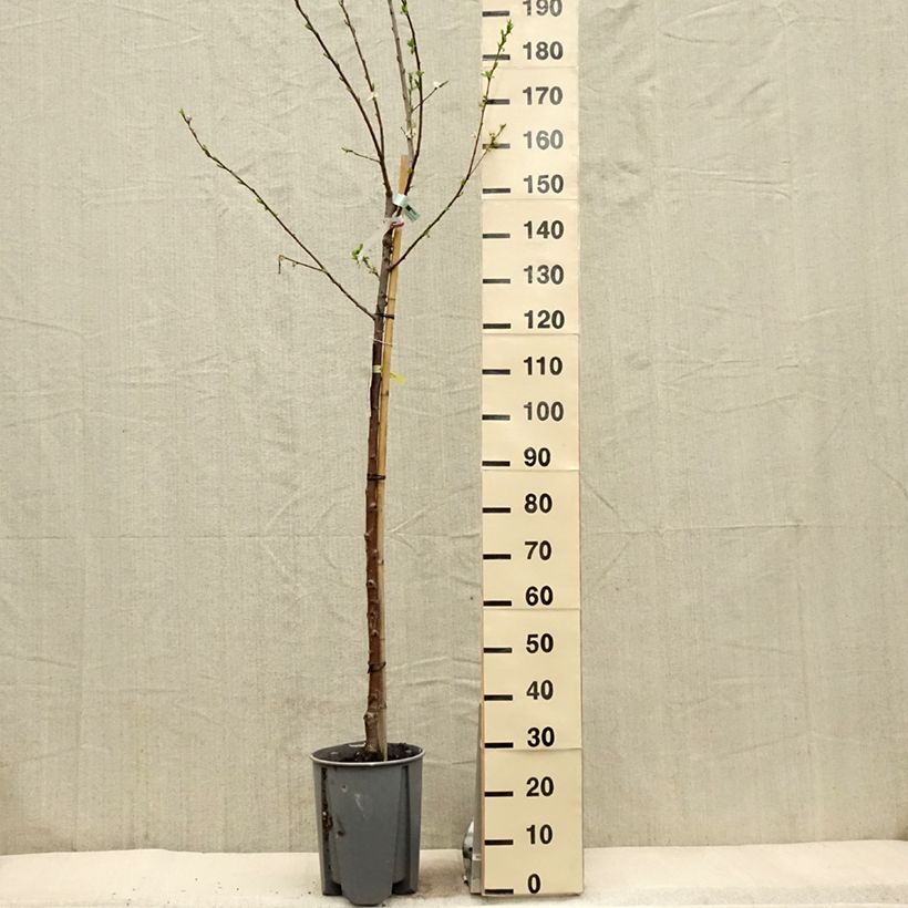 Exemplar von Pflaume Président - Prunus domestica Topf mit 7,5L/10L, HalbstammGelieferte Höhe ca. 150/175cm wie im Frühjahr geliefert