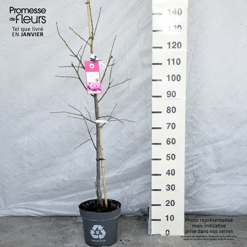 Exemplar von Prunier Queen Victoria Pot de 7,5L/10L wie im Winter geliefert