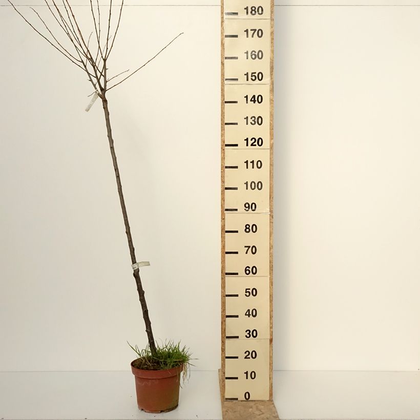 Exemplar von Zwetschge Quetsche Blanche de Létricourt - Prunus domestica Topf mit 7,5L/10L, HalbstammGelieferte Höhe ca. 150/+cm wie im Winter geliefert