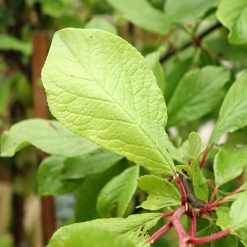 Zwetschge Quetsche d'Alsace - Prunus domestica (Laub)