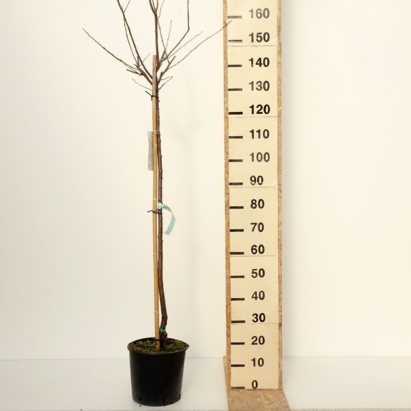 Exemplar von Zwetschge Quetsche d'Alsace - Prunus domestica Topf mit 7,5L/10L, HalbstammGelieferte Höhe ca. 150/175cm wie im Winter geliefert