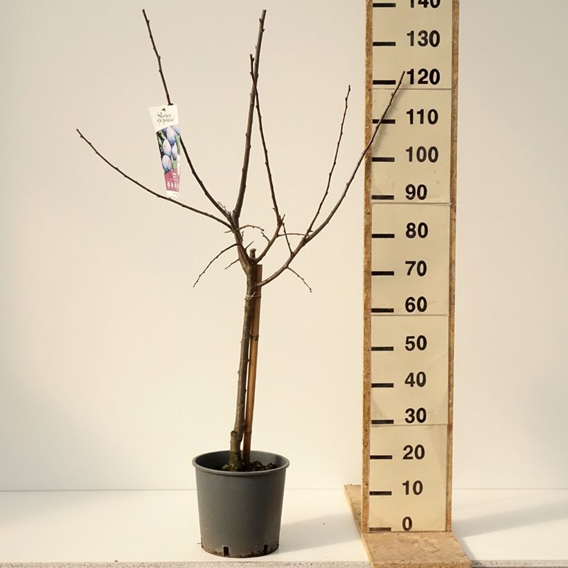 Exemplar von Zwetschge Stanley - Prunus domestica Topf mit 7,5L/10L, Gobelet-FormGelieferte Höhe ca. 125/150cm wie im Winter geliefert