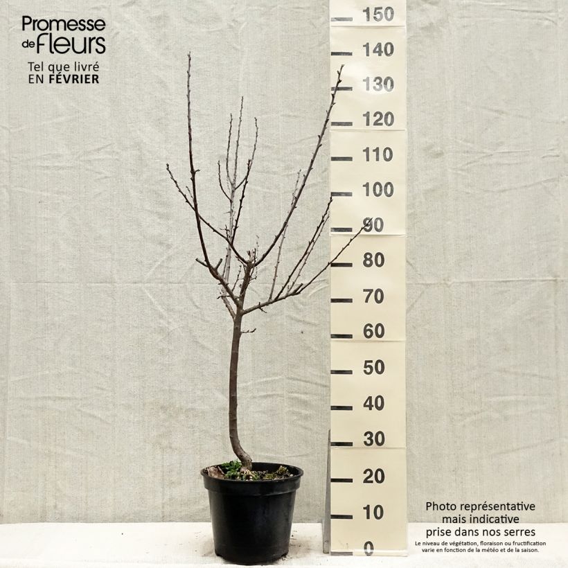 Exemplar von Pflaume Juillet Reneklode - Prunus x domestica Topf mit 7,5L/10L, Gobelet-FormGelieferte Höhe ca. 140/160cm wie im Winter geliefert