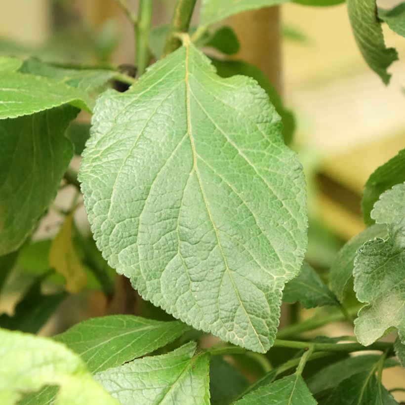 Pflaume Dorée ou verte Reneklode - Prunus domestica (Laub)