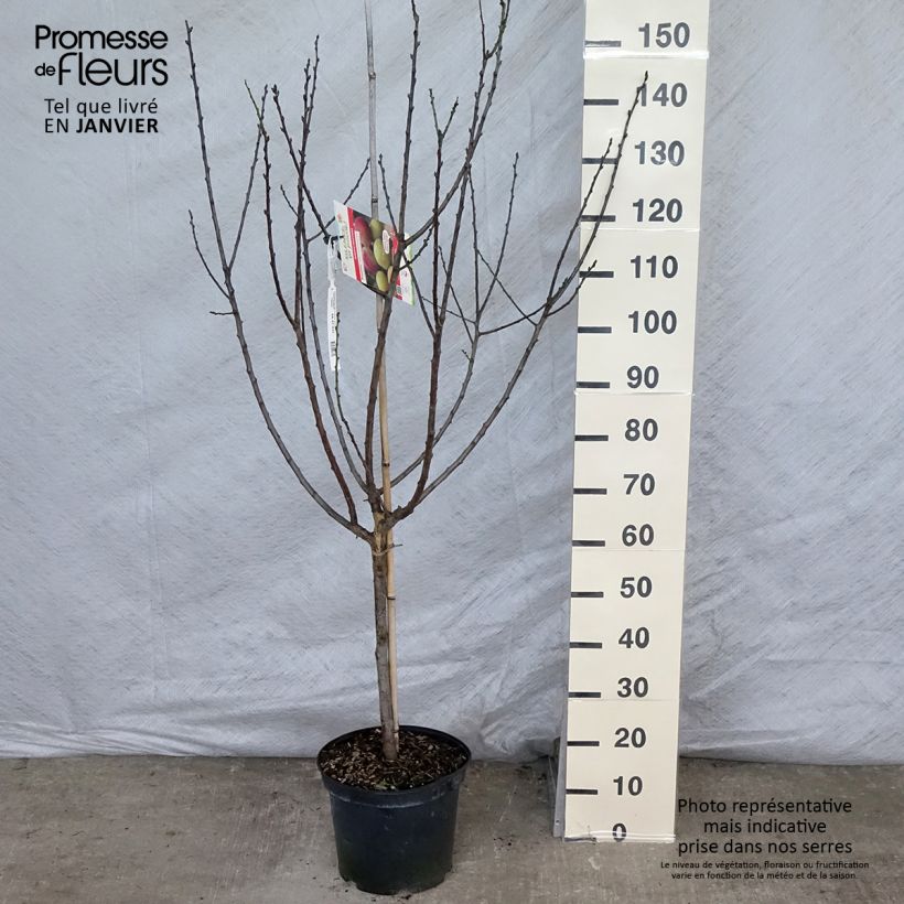 Exemplar von Pflaume Moissac Reneklode - Prunus domestica Topf mit 7,5L/10L, Gobelet-FormGelieferte Höhe ca. 180/200cm wie im Winter geliefert