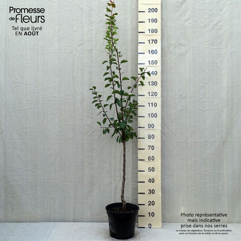 Exemplar von Pflaumenbaum Sainte Catherine - Prunus x domestica Topf mit 7,5L/10L, Gobelet-FormGelieferte Höhe ca. 140/160cm wie im Sommer geliefert