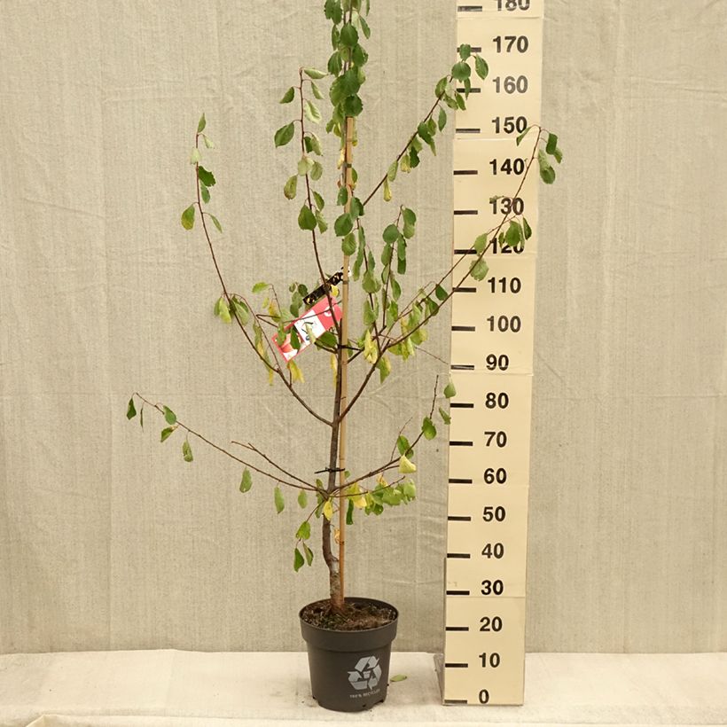 Exemplar von Prunier Tipala - Prunus domestica - Pot de 7,5L/10L wie im Herbst geliefert