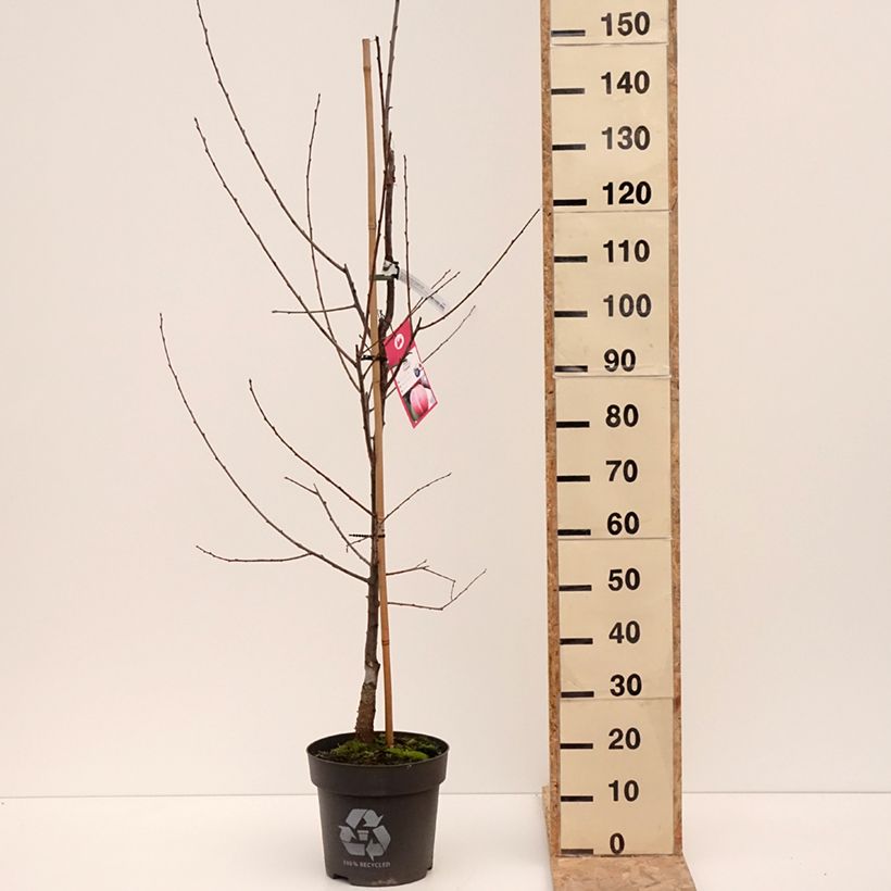 Exemplar von Zwetschge Tipala - Prunus domestica Topf mit 7,5L/10L, Gobelet-FormGelieferte Höhe ca. 125/150cm wie im Winter geliefert