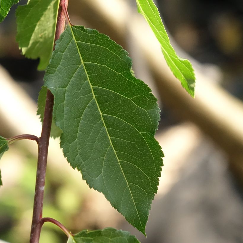 Pflaume Wignon - Prunus domestica (Laub)