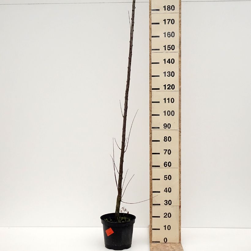 Exemplar von Pflaume Wignon - Prunus domestica Topf mit 7,5L/10L, HochstammGelieferte Höhe ca. 175/+cm wie im Winter geliefert