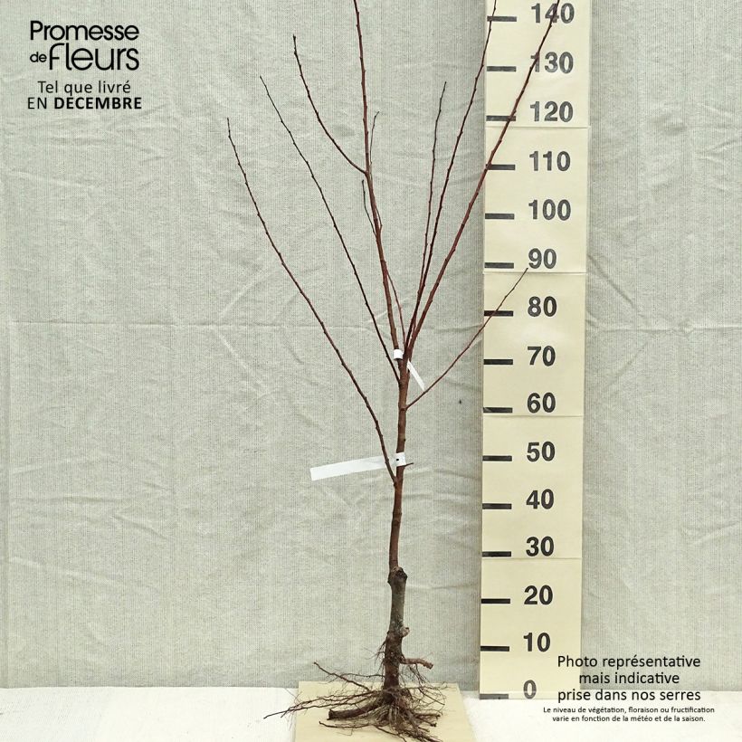 Exemplar von Aprikose Polonais - Prunus armeniaca wie im Winter geliefert