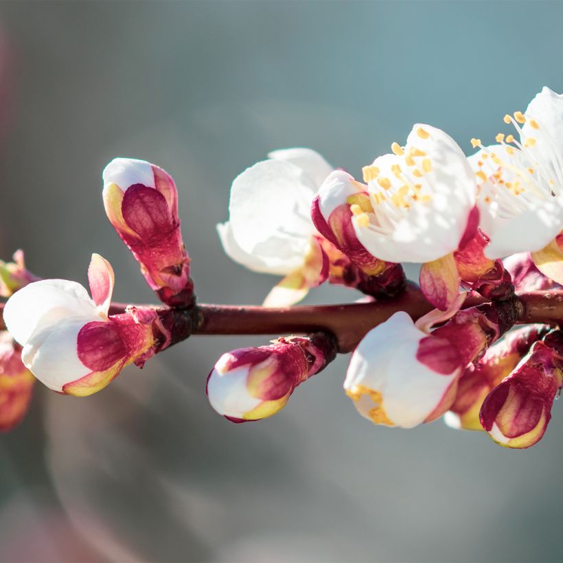 Aprikose Compacta - Prunus armeniaca (Blüte)