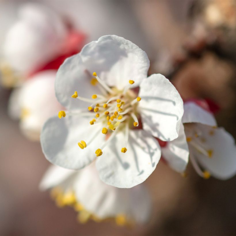 Aprikose Nanum - Prunus armeniaca (Blüte)