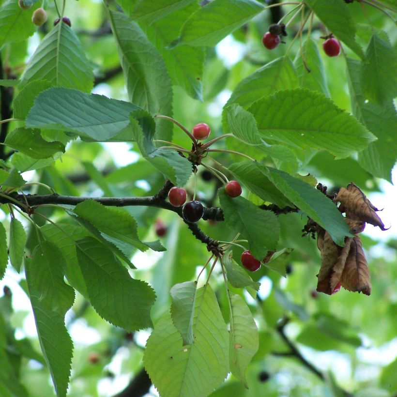 Vogelkirsche - Prunus avium (Laub)