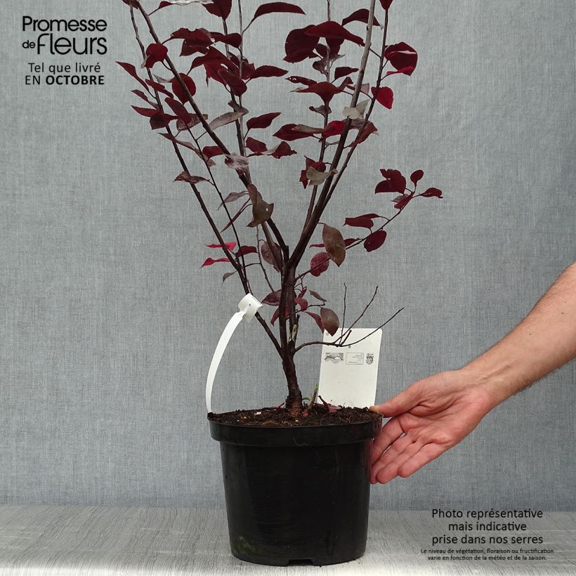 Exemplar von Prunus cistena - Prunier des sables Pot de 4L/5L touffe wie im Herbst geliefert