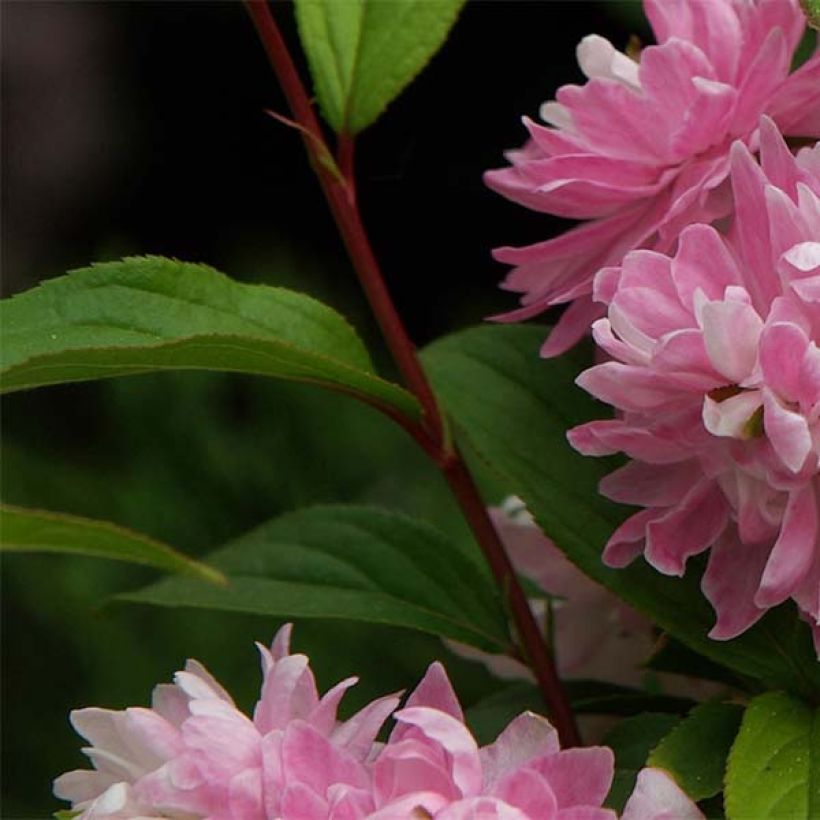 Drüsen-Kirsche Rosea Plena - Prunus glandulosa (Laub)