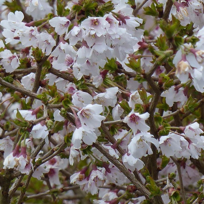 Fuji-Kirsche Kojo no mai - Prunus incisa (Blüte)