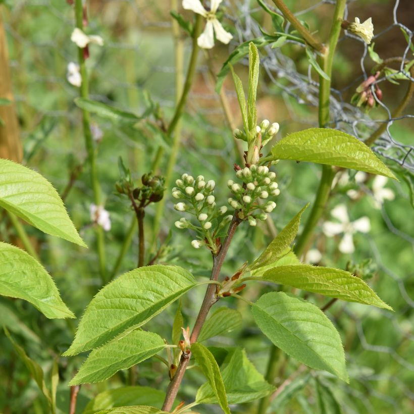 Mandschurische Kirsche Amber Beauty - Prunus maackii (Laub)