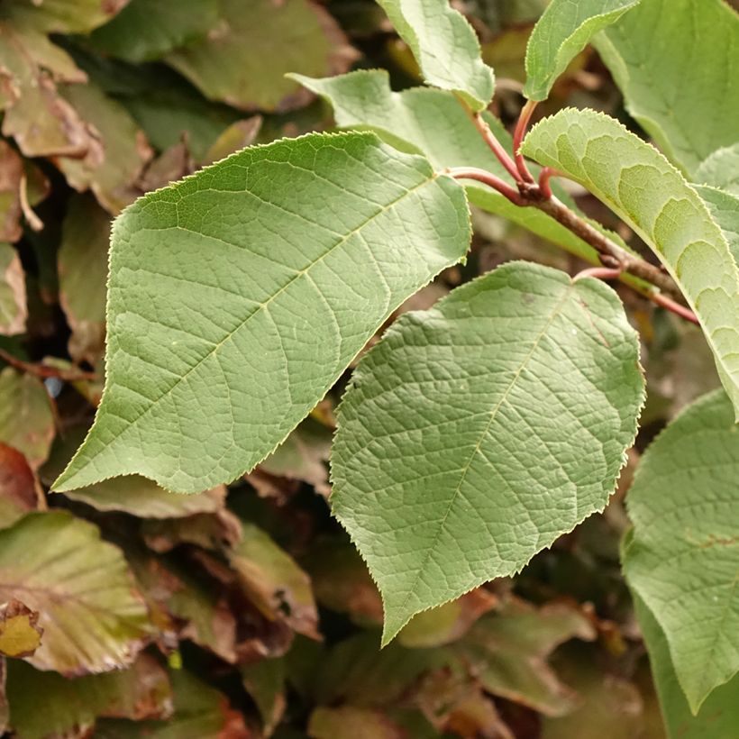 Gewöhnliche Trauben-Kirsche Le Thoureil - Prunus padus (Laub)