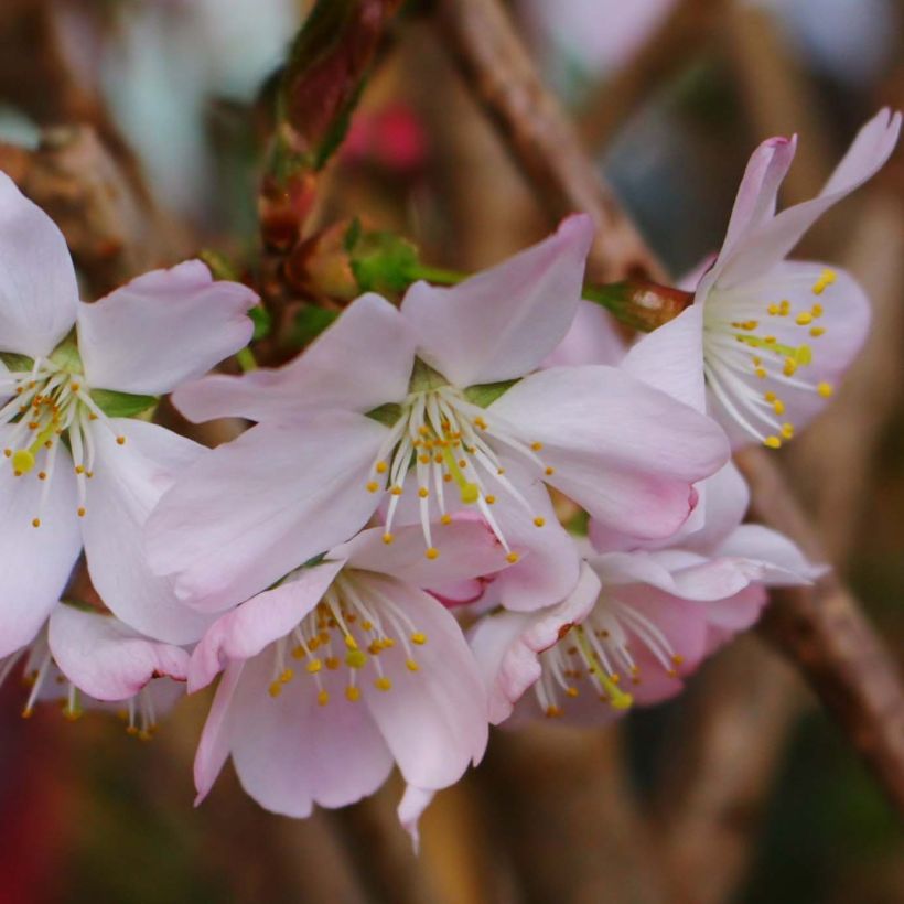 Zierkirsche Pandora - Prunus (Blüte)