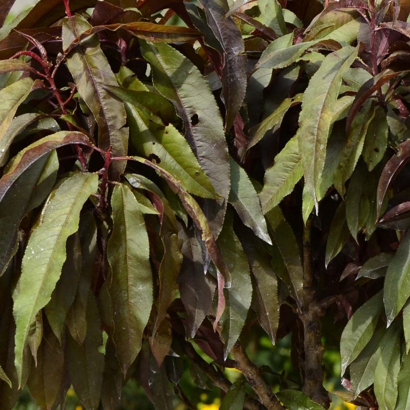 Pfirsich Crimson 'Bonfire' - Prunus persica (Laub)