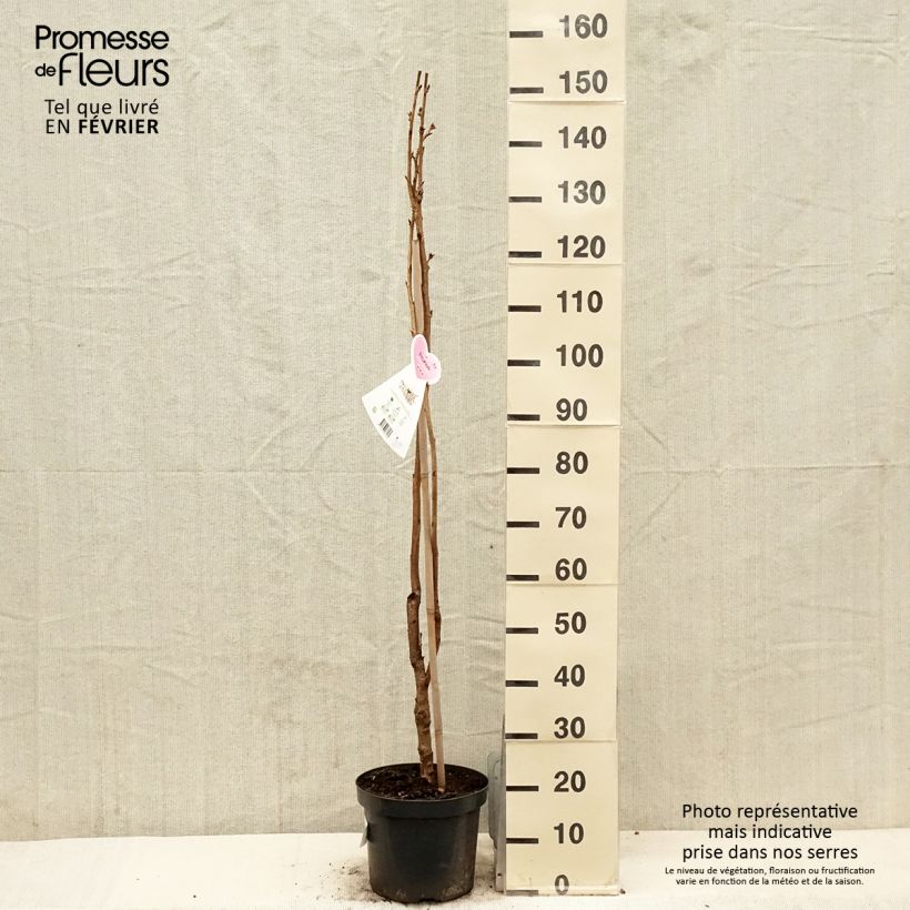 Exemplar von Prunus serrulata Amanogawa 100/125 en pot de 7.5L/10L wie im Winter geliefert