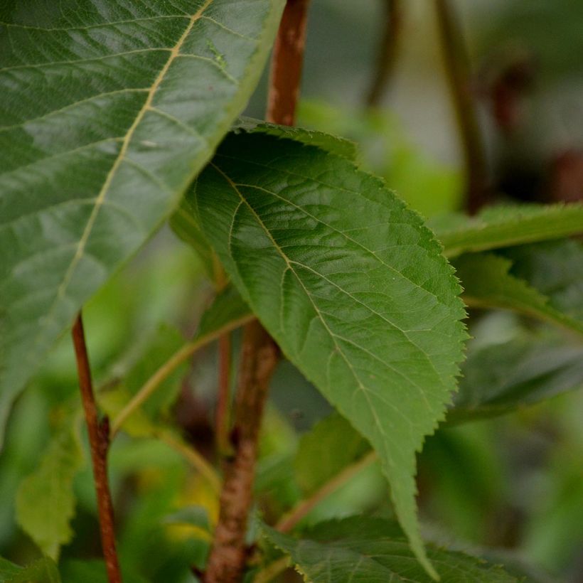 Zierkirsche Amanogawa - Prunus serrulata (Laub)