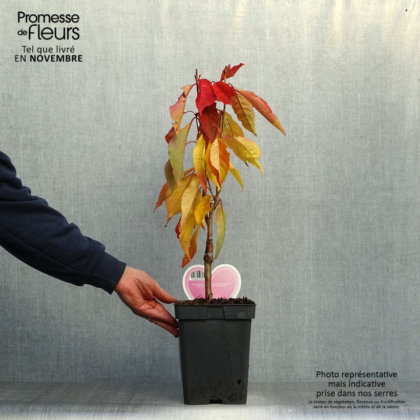 Exemplar von Prunus serrulata Amanogawa - Pot de 4L/5L wie im Herbst geliefert