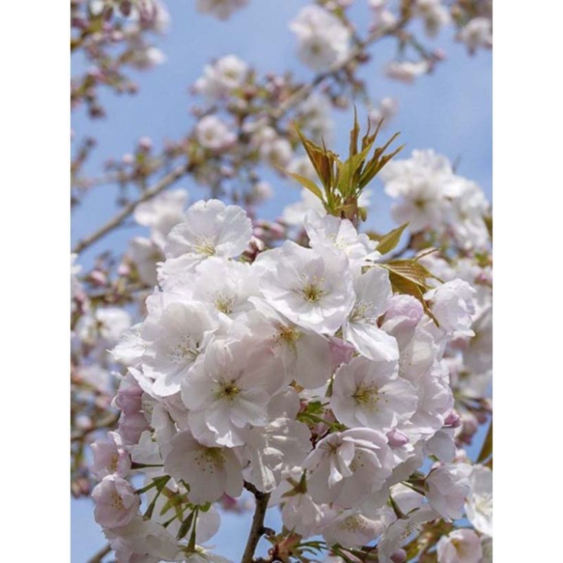 Zierkirsche Sunset Boulevard - Prunus serrulata (Blüte)