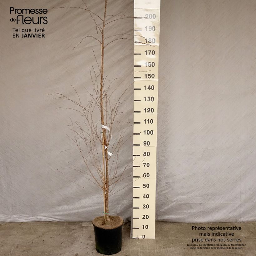 Exemplar von Prunus The Bride - Cerisier à fleurs en Pot de 12L/15L wie im Winter geliefert