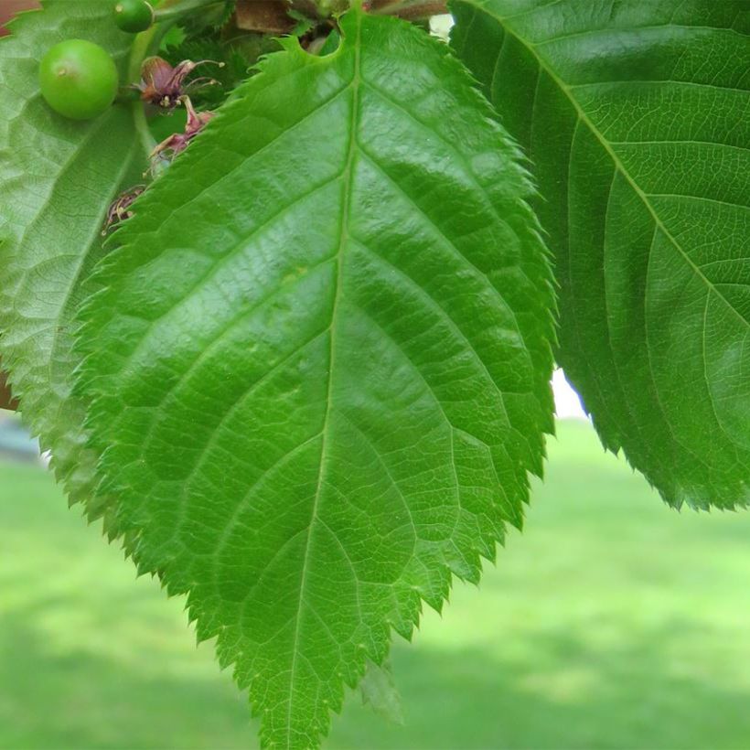 Zierkirsche Umineko - Prunus (Laub)