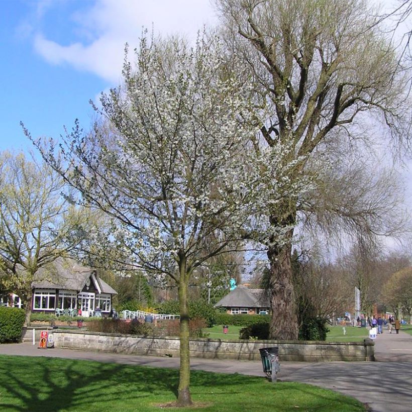 Zierkirsche Umineko - Prunus (Hafen)