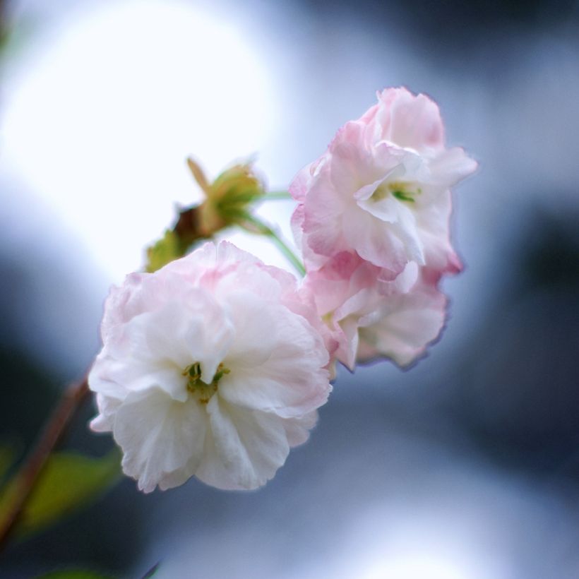 Zierkirsche Shirofugen - Prunus serrulata (Blüte)