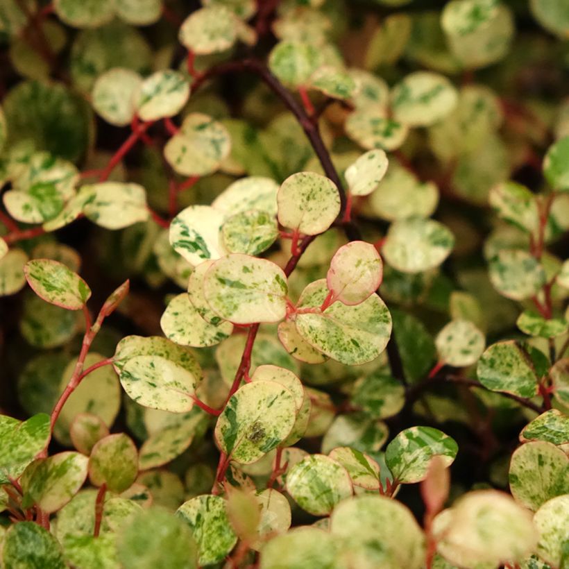 Pseudanthus tasmanicus Radiance (Laub)