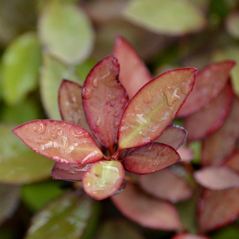 Pseudowintera colorata - Pfefferholz (Laub)