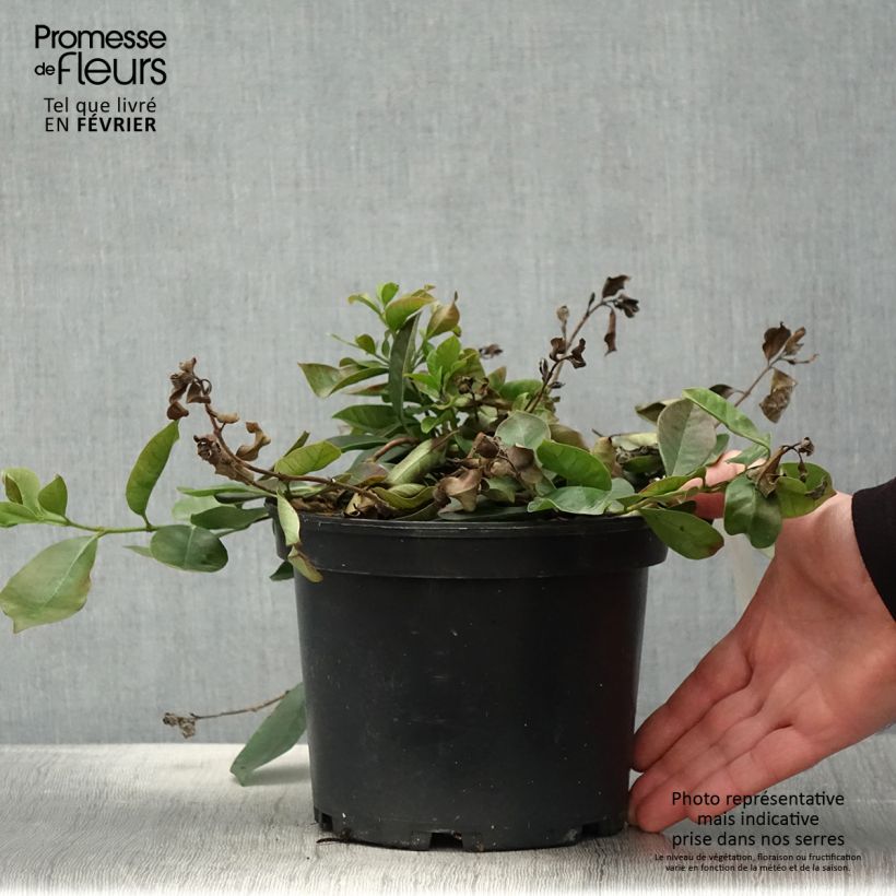 Exemplar von Psidium cattleianum - Goyavier de Chine Pot de 2L/3L wie im Winter geliefert