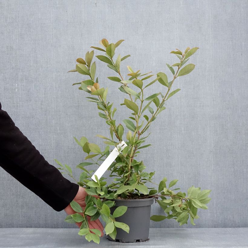 Exemplar von Psidium cattleianum lucidum - Goyavier de Chine à fruits jaunes - Pot de 3L/4L wie im Winter geliefert