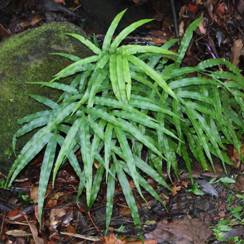 Pteris umbrosa - Saumfarn (Hafen)