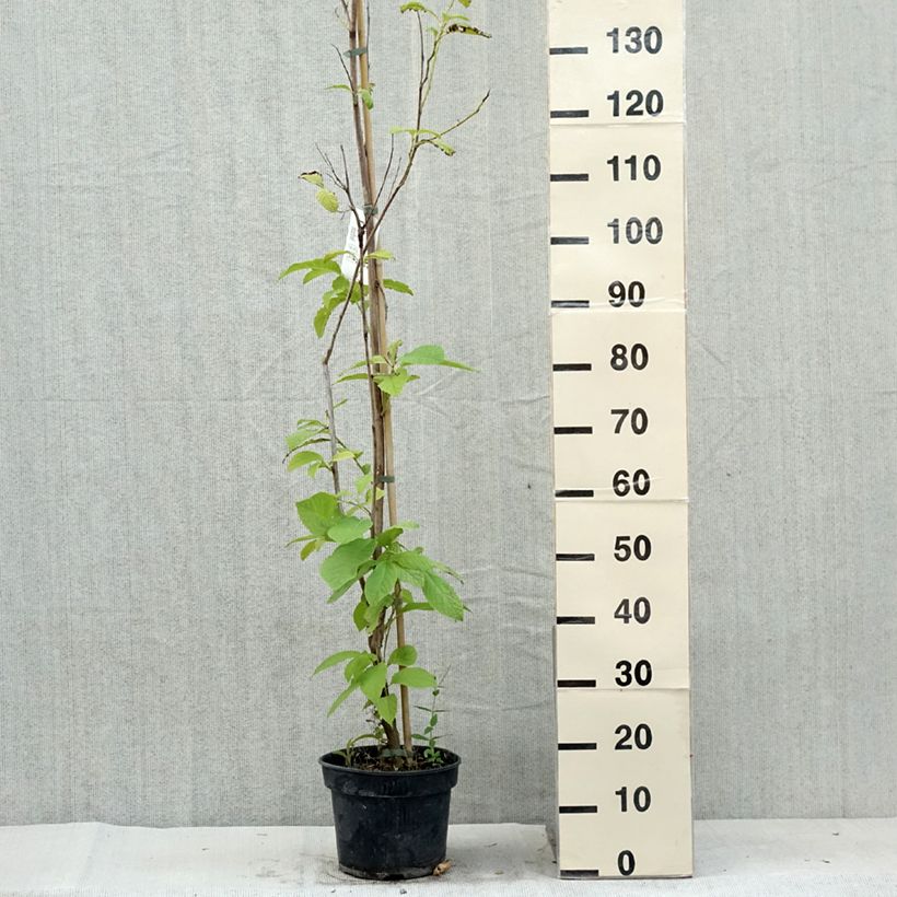 Exemplar von Pterostyrax hispida - Flügelstorax Topf mit 4L/5LGelieferte Höhe ca. 80/100cm wie im Sommer geliefert