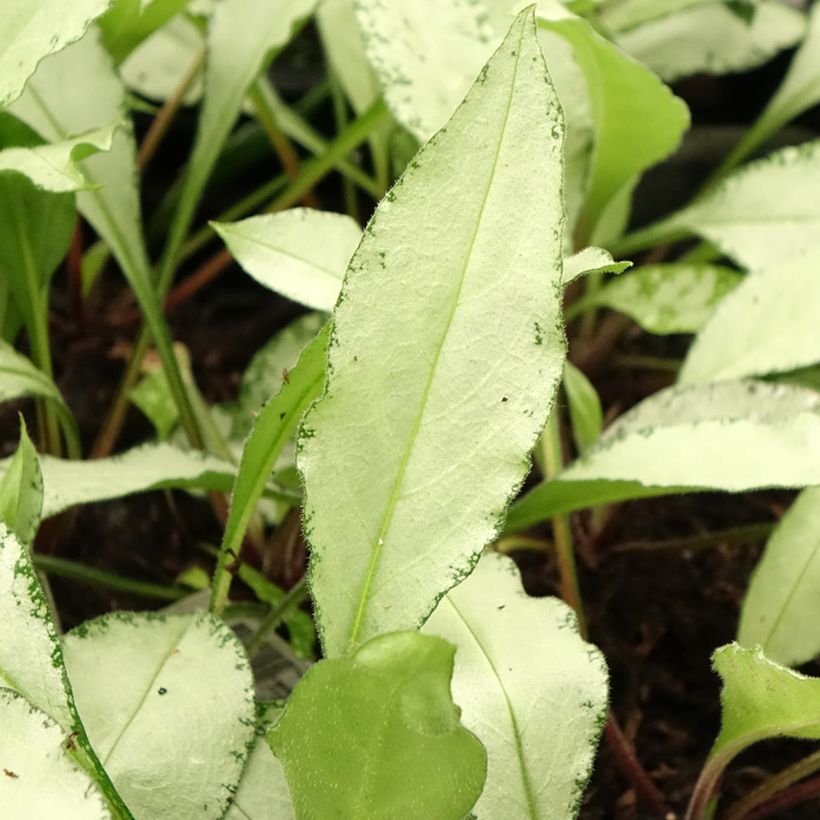 Lungenkraut Diane Clare - Pulmonaria (Laub)