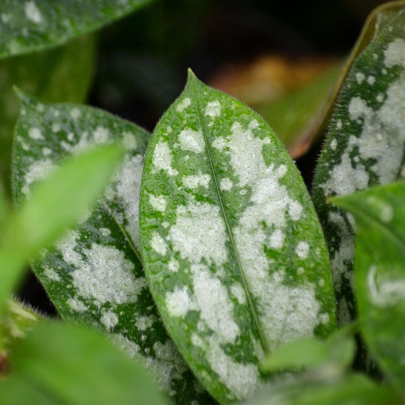 Lungenkraut Opal - Pulmonaria (Laub)