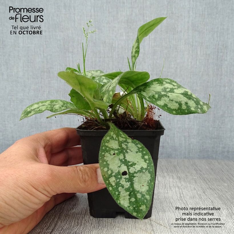 Exemplar von Pulmonaire hybride - Pulmonaria Opal Godet de 9cm wie im Herbst geliefert