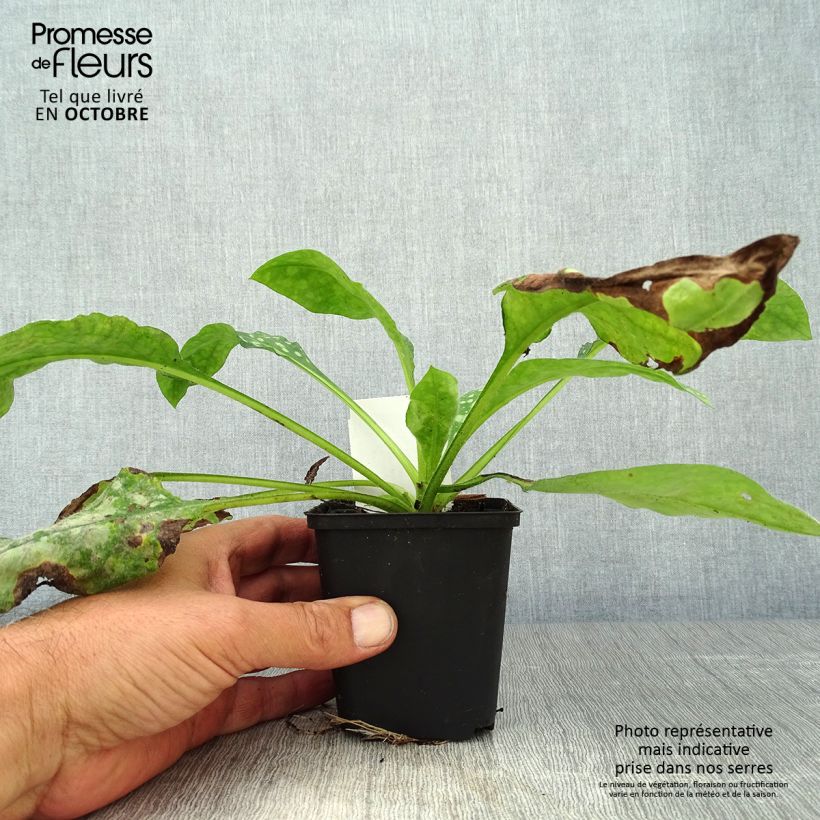 Exemplar von Pulmonaire hybride - Pulmonaria Sissinghurst White Godet de 9cm wie im Herbst geliefert