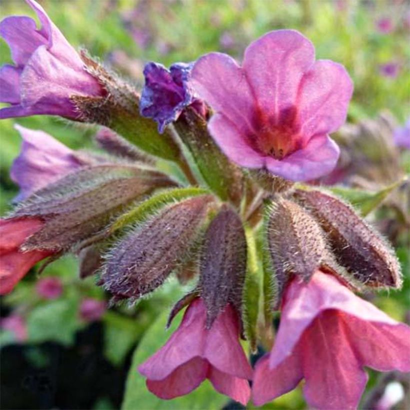 Lungenkraut Victorian Brooch - Pulmonaria (Blüte)