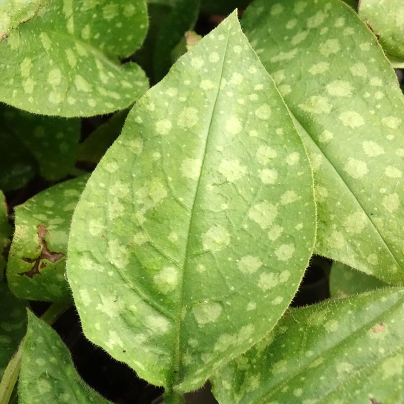 Lungenkraut Mrs Moon - Pulmonaria (Laub)