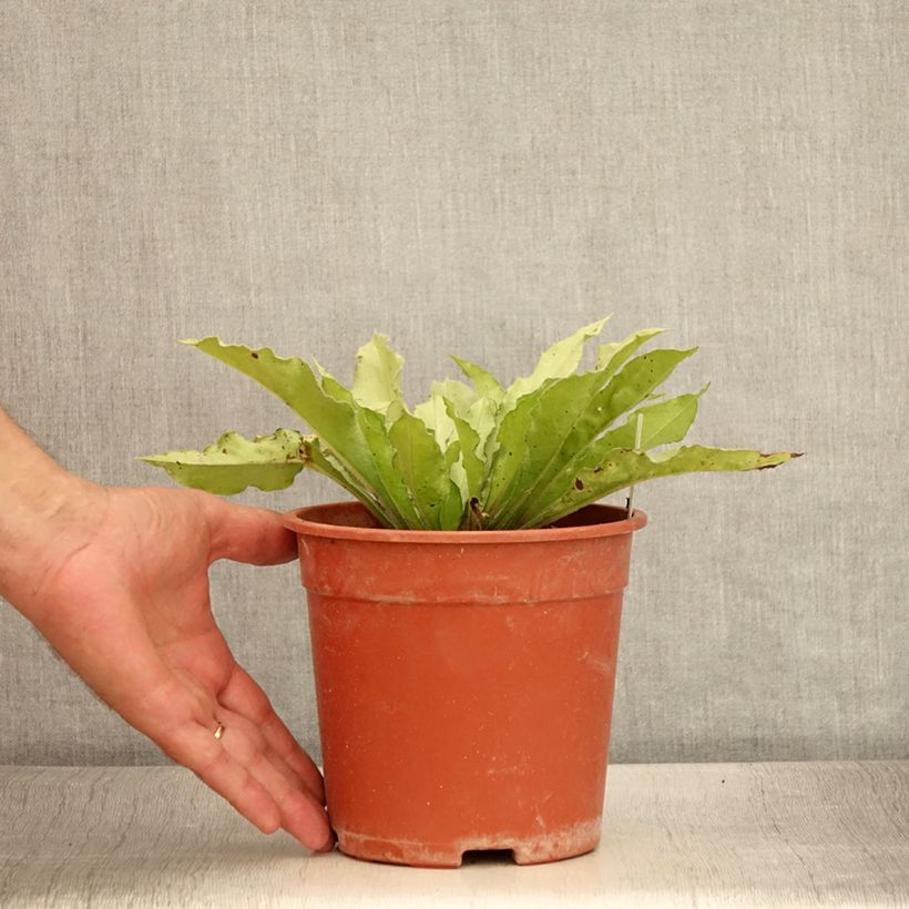 Exemplar von Pulmonaria Samourai - Pulmonaire hybride - Pot de 2L/3L wie im Sommer geliefert